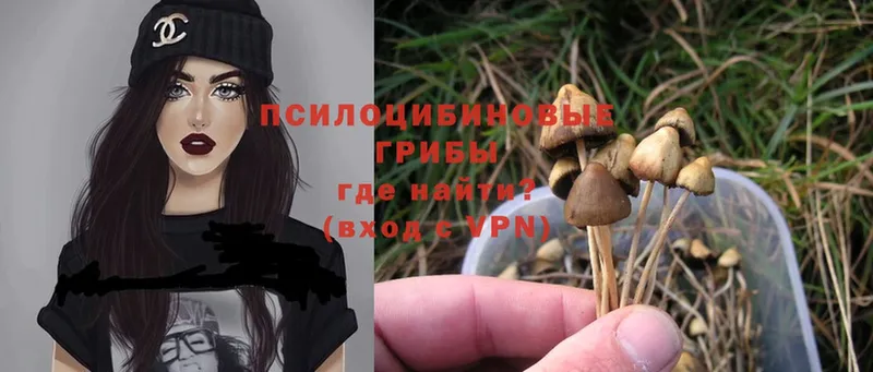 Галлюциногенные грибы Psilocybine cubensis  Вуктыл 